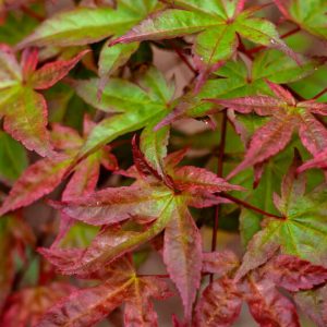Acer palmatum Beni-Maiko – Érable du Japon