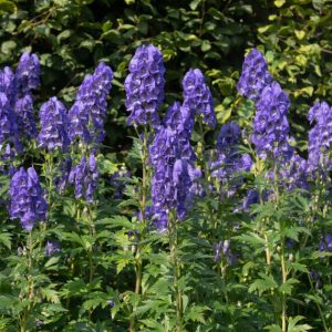 Aconitum carmichaelii Arendsii – Casque de Jupiter