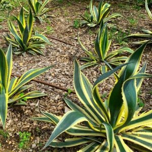 Agave americana Variegata – Agave américain panaché