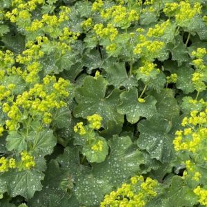 Alchemilla mollis – Alchémille molle