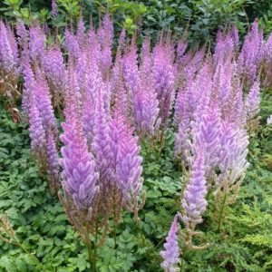 Astilbe chinensis Pumila – Astilbe de Chine