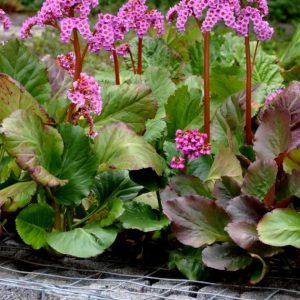 Bergenia cordifolia – Bergénie à feuilles cordées