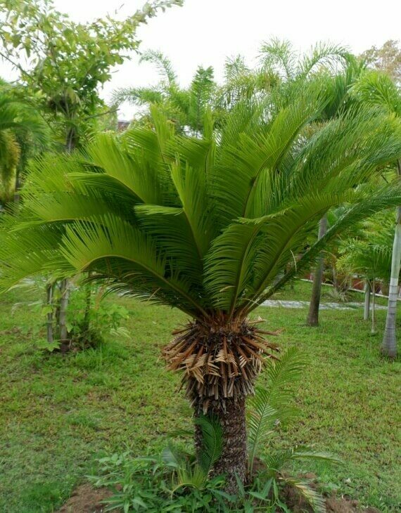Cycas revoluta – Sagou du Japon
