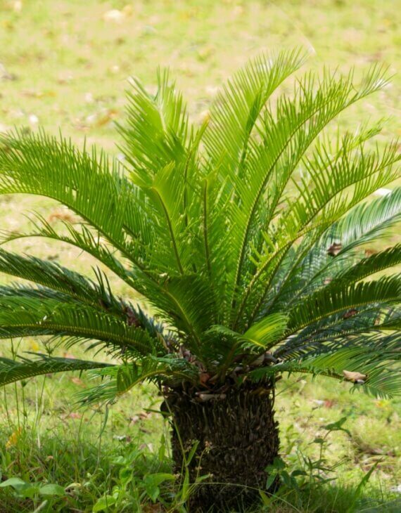 Cycas revoluta – Sagou du Japon – Image 4