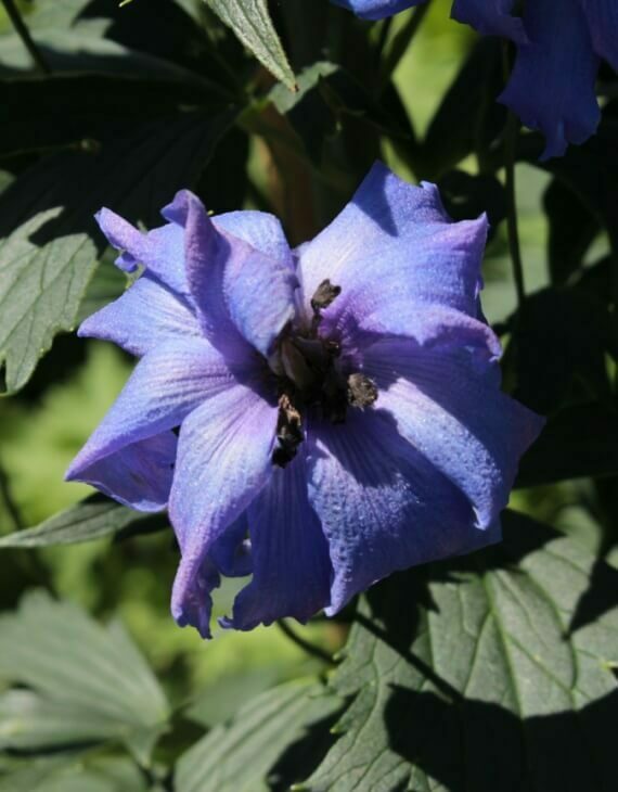 Delphinium belladonna Bellamosum – Pied d’alouette – Image 3