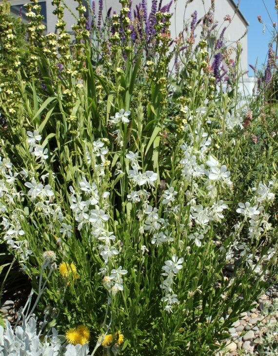 Gaura lindheimeri Snowbird – Gaura de Lindheimer – Image 2