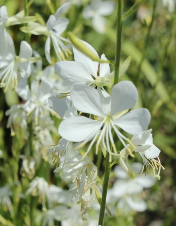 Gaura lindheimeri Snowbird – Gaura de Lindheimer – Image 3